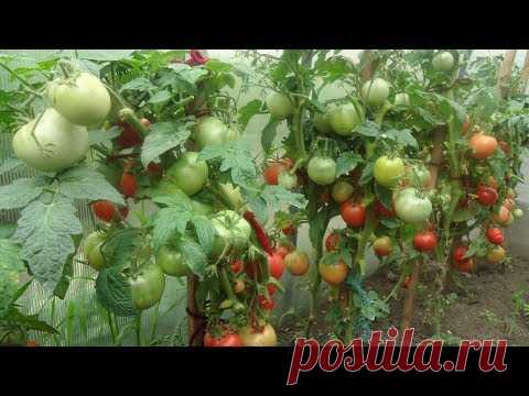 ДЛЯ СУПЕРРАНЕГО УРОЖАЯ ВЫБИРАЮ ТОЛСТОНОГИЕ СОРТА. Ольга Чернова.