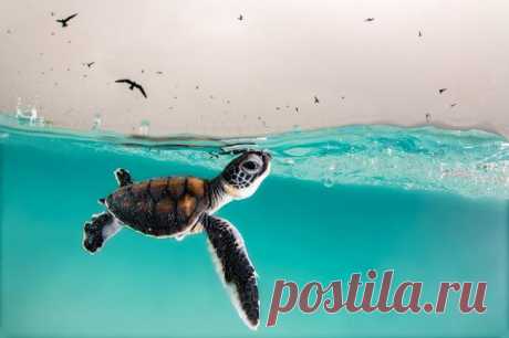 Лучшие фотографии из жизни океанов Ocean Photographer of the Year 2021