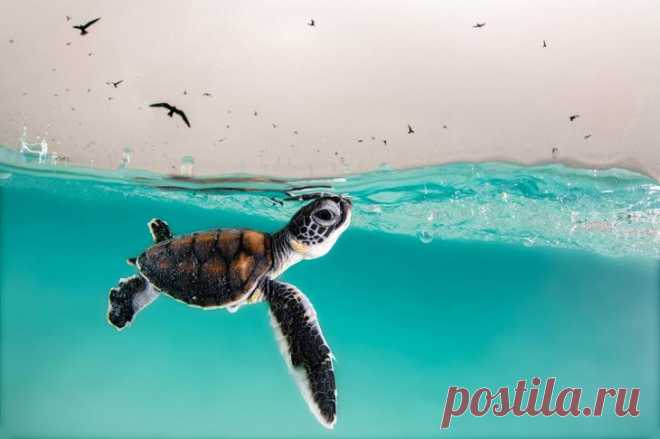 Лучшие фотографии из жизни океанов Ocean Photographer of the Year 2021