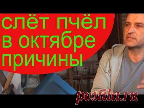 Слет пчел осенью. Пропало пол - пасеки. Разбираемся в причинах. Пчеловодство для начинающих.