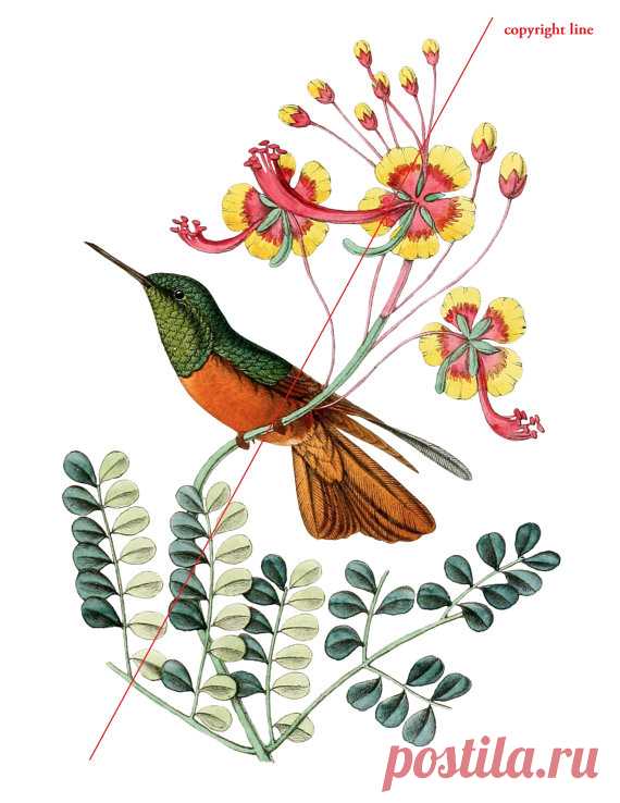 Flores y Colibrí - tatuaje temporal Este listado es para un tatuaje temporal de alta calidad.  »» El tatuaje se parece a lo real! Minutos y le dura por días. Genial para los niños y adolescentes que quieran experimentar o para probar un diseño antes de tenerlo tatuado de verdad.  »» Elegir el tamaño preferido (Nota: se refiere a la parte más larga de la imagen!)  »» Para aplicar el tatuaje, pelar el brillante forro lejos del lado adhesivo del tattoo y aplicar el tatuaje pa...