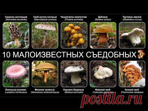 Топ 10 МАЛОИЗВЕСТНЫХ СЪЕДОБНЫХ ГРИБОВ