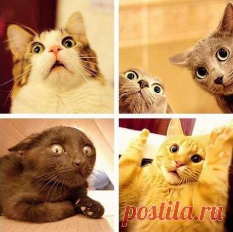 Стоит только достать пылесос...