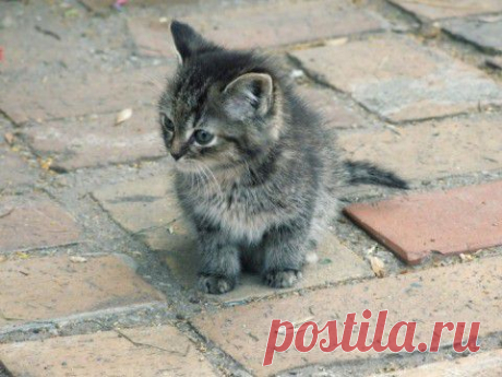 О кошках без умиления, и их хозяевах - сволочах | Приколисты
