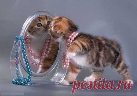 ВСЕ КОТЯТА...КАК КОТЯТА..НУ А Я Ж ТИГРИЦА!!!