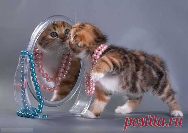 ВСЕ КОТЯТА...КАК КОТЯТА..НУ А Я Ж ТИГРИЦА!!!