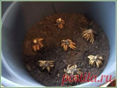 РАНУНКУЛЮС: ПОСАДКА И УХОД.
Красивые ранункулюсы, которые очень похожи на миниатюрные розочки, являются любимыми цветами многих женщин. Отлично они смотрятся в группах на клумбах и рабатках, рокариях и миксбордерах. А еще их можно выращивать в вазонах.
Есть основные правила посадки и ухода за ранункулюсами, которые помогут вам вырастить красивые цветы. Начнем с покупки клубней. Их приобретают в конце зимы или в начале весны. Хранят клубни лютиков при умеренной температуре ...