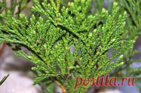 Очень простой способ размножения туи
Как размножить тую черенками летом и осенью – подробная инструкция
Не знаете, как правильно срезать и укоренять черенки хвойных растений? Мы расскажем, как превратить веточку туи в крепкий, здоровый саженец.
Показать полностью…