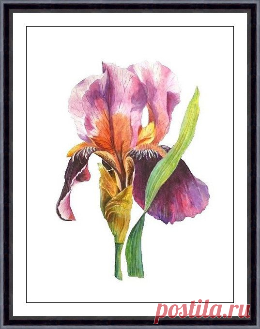 Iris Print Botanical Art Print Floral Artwork Flower by ARTTARATET