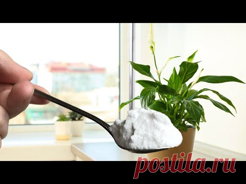 1 Ложка и Спатифиллум (Женское Счастье) Зацветет