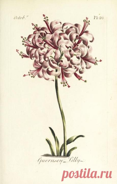 The florist : containing sixty plates of the most beautiful flowers regularly dispos'd in their succession of blowing : to which is added an accurate description of their colours, with instructions for drawing & painting them according to nature : being a new work intended for the use & amusement of gentlemen and ladies delighting in that art : Free Download, Borrow, and Streaming : Internet Archive