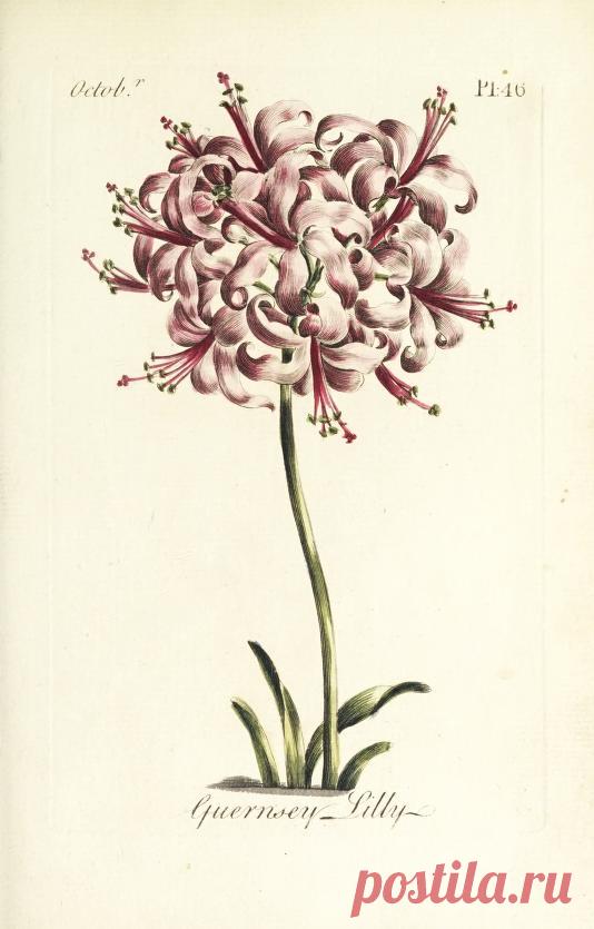 The florist : containing sixty plates of the most beautiful flowers regularly dispos'd in their succession of blowing : to which is added an accurate description of their colours, with instructions for drawing & painting them according to nature : being a new work intended for the use & amusement of gentlemen and ladies delighting in that art : Free Download, Borrow, and Streaming : Internet Archive