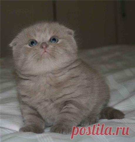 вислоухие котята фото: 21 тыс изображений найдено в Яндекс.Картинках
