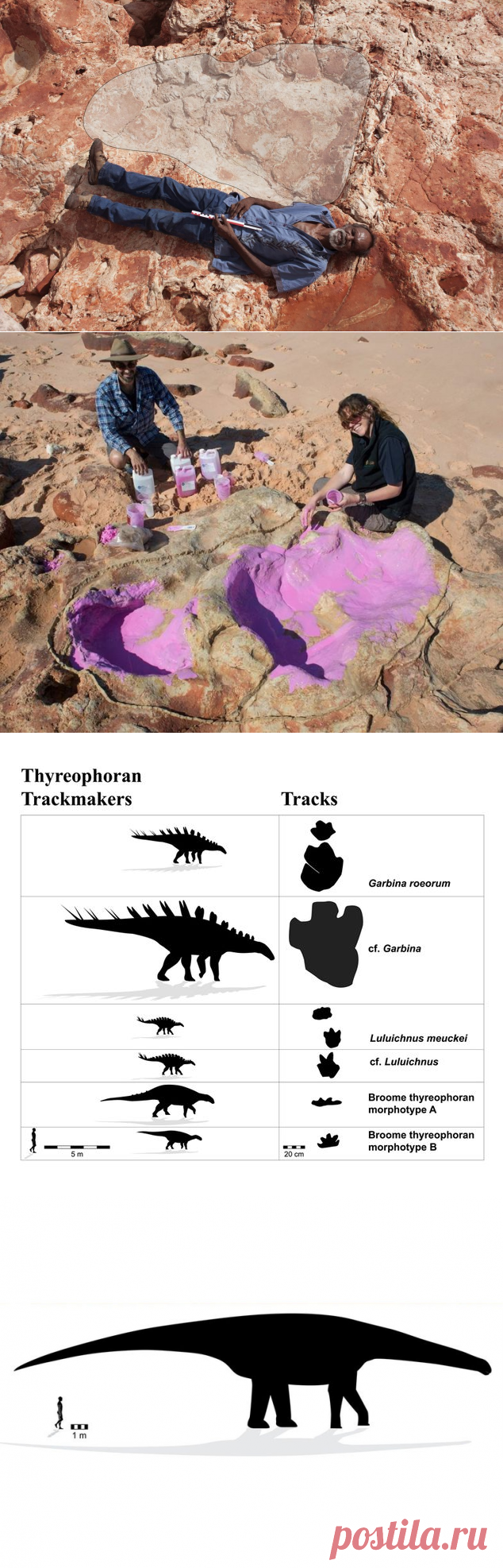 Полуостров Дампир в Западной Австралии вновь оправдал свое народное название «Парк юрского периода»... Рекордно гигантский след динозавра найден в Австралии — National Geographic Россия