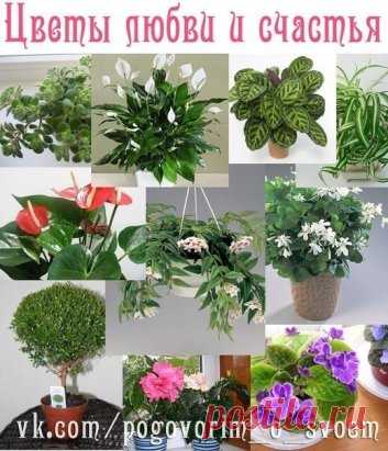 10 растений, которые принесут в Ваш дом любовь.
Сохрани!
1. Спатифиллум (известен еще как “Женское счастье”). Принеся это растение в дом, одинокие люди обязательно найдут свою вторую половинку. У молодых семейных пар, которые думают о ребенке, скоро появится пополнение. “Женское счастье” всегда приносит в дом взаимопонимание и любовь.
2. Фиалка. В доме, где растет этот цветок, меньше ссорятся. Также многие считают этот цветок символом вечной любви.
3. Гибискус или китайская роза. Появление в