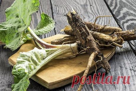 Для чего матушка-природа подарила нам корень лопуха | Всегда в форме!