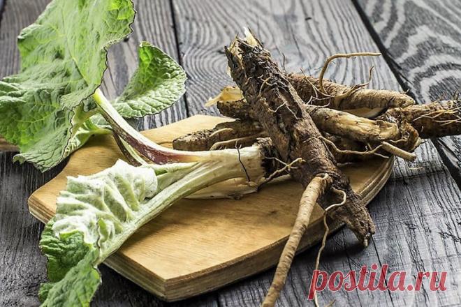 Для чего матушка-природа подарила нам корень лопуха | Всегда в форме!