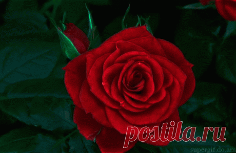 13934608.gif (738×480)