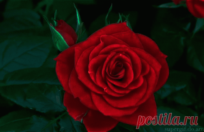 13934608.gif (738×480)
