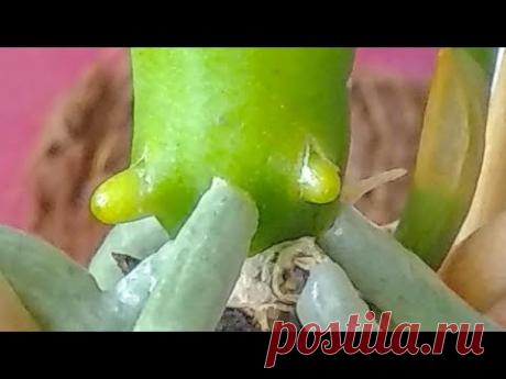 ПРОБУЙТЕ орхидеи ПОЛИВАТЬ ТАК! корни БУДУТ! листья ОСТАНУТСЯ! орхидеи РАСТУТ от АСКОРУТИНА!