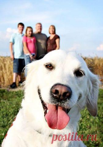 25 забавных кадров на которых случайно появились четвероногие друзья