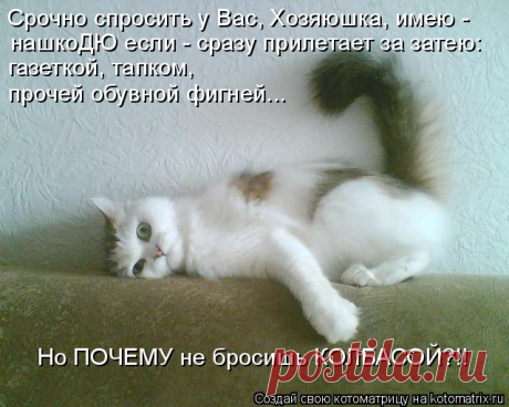 Котоматрица: Круть
