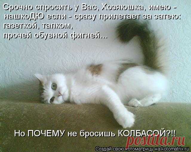 Котоматрица: Круть