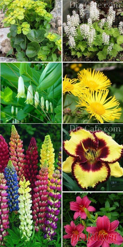 Что посадить на клумбе в тени - все тенелюбивые растения для клумбы