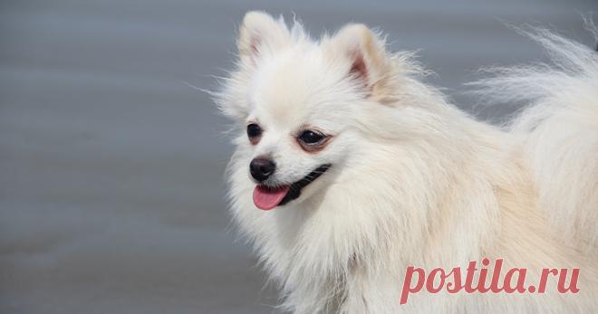 O Que Se Passa na Cabeça de um Cachorro? Você olha para seu doguinho e ele tá te olhando com aquela cara... O que será que passa na cabeça dele? A gente te explica!