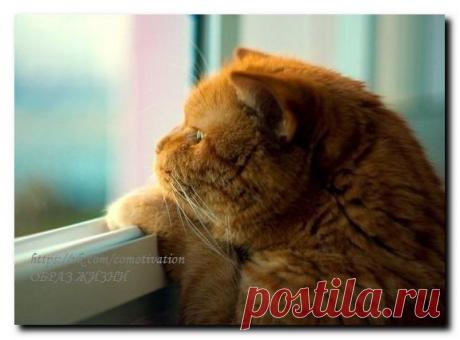 Похоже мой кот — романтик. Лежит на подоконнике, смотрит на снег... О чем думает не знаю, но от кофе отказался...