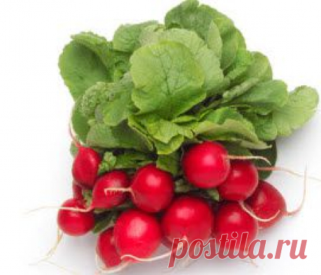 Редис - выращивание, посадка, хранение, агротехника, обзор сортов.