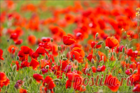 Фотопрогулки. Маковое время
