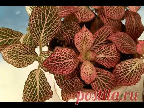 Фиттония Вершаффельта (Fittonia Verschaffeltii)