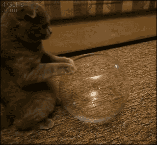 Кошки и котята ♡ Cats & Kittens - Google+