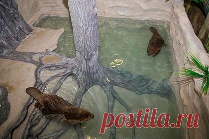 В Воронежском заповеднике пара бобров отпраздновала новоселье. В Воронежском заповеднике пара бобров отпраздновала новоселье в отремонтированном вольере. В шеде №1 «Бобрового городка» начали обновлять помещения для животных. Прежде всего отремонтировали те места, где животные находятся на глазах посетителей. Машке и ее «скромному кавалеру» все понравилось в новом вольере.