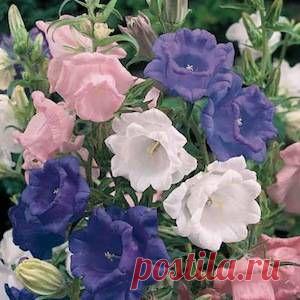 платикодон