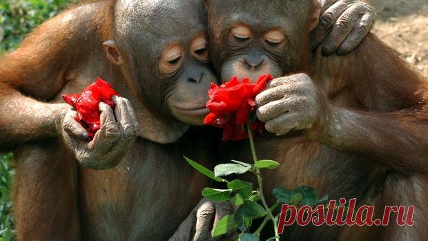 Милейшие фото животных, очень любящих цветы