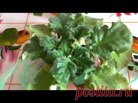 МЕЛКАЯ СЕРЕДИНА ! ЖЕЛТЫЕ ЛИСТЬЯ ! ДВА СПОСОБА РЕШИТЬ ПРОБЛЕМУ