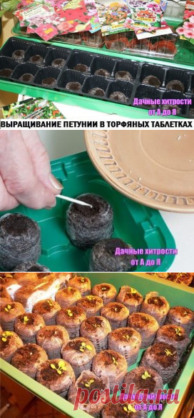 (11) Одноклассники
ВЫРАЩИВАНИЕ ПЕТУНИИ В ТОРФЯНЫХ ТАБЛЕТКАХ