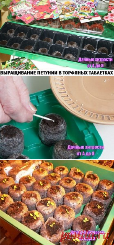 (11) Одноклассники
ВЫРАЩИВАНИЕ ПЕТУНИИ В ТОРФЯНЫХ ТАБЛЕТКАХ