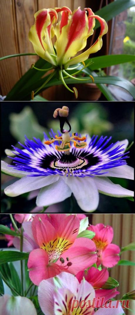 ЗОЛОТО ПЕРВОГО СОЛНЦА....