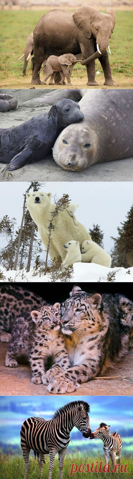Детёныши животных.