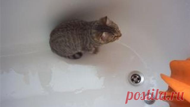 Как купать котенка: советы и рекомендации