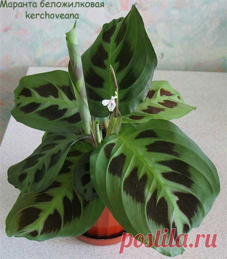 Маранта (Maranta)