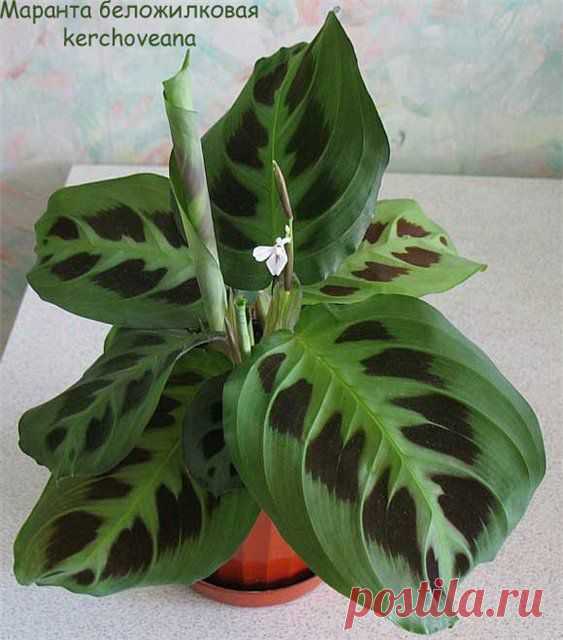 Маранта (Maranta)