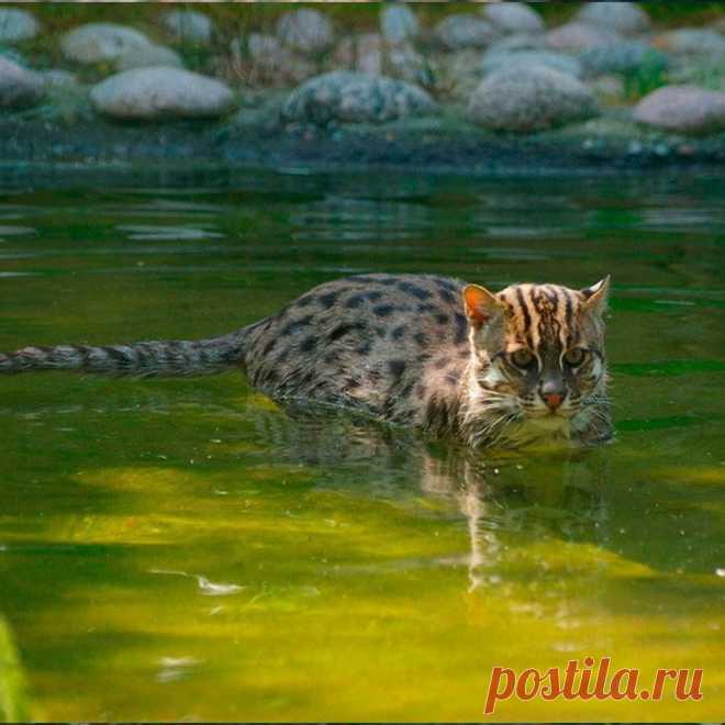 Кошка рыболов или крапчатая кошка – хищник из рода восточные кошки. Описание вида, фото и видео.