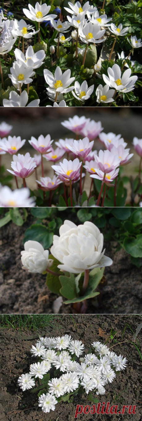 Белоснежная сангвинария — 6 соток