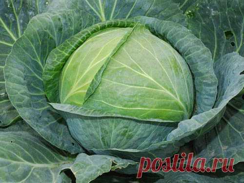 Удобрения для капусты (белокочанной и цветной)