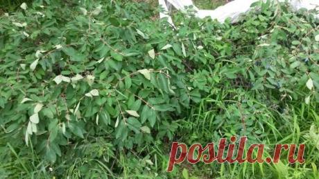 Что такое жимолость? / Болталка / Сад и огород