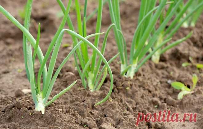 Лук-батун: вырашивание в открытом грунте и на подоконнике, описание сортов и заболеваний лука батуна